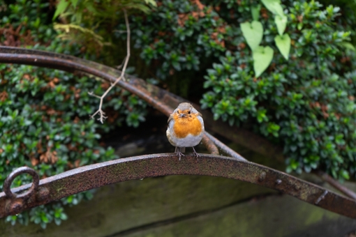 This robin came so close to my while I was filming at Blists Hill